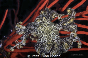 Jewel of the ocean. Basket star on a palmate sea fan by Peet J Van Eeden 